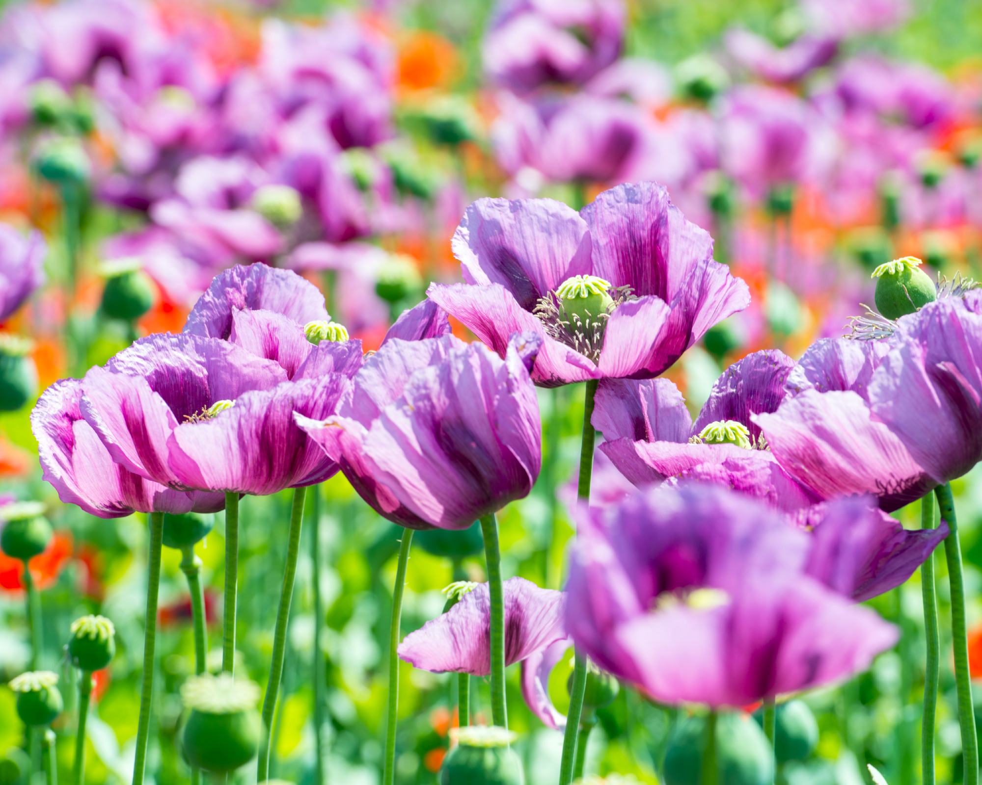 field of lila poppy blossoms - opium poppy - papaver somniferum