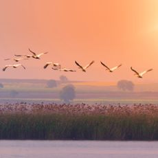 Flock of pelicans flying with sun behind them