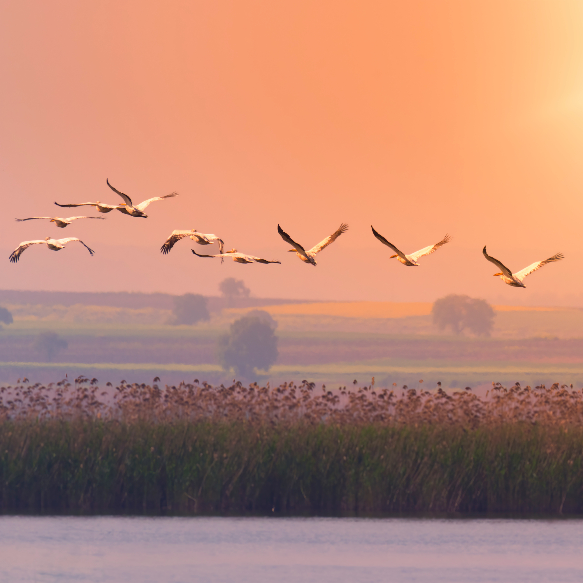 Flock of pelicans flying with sun behind them