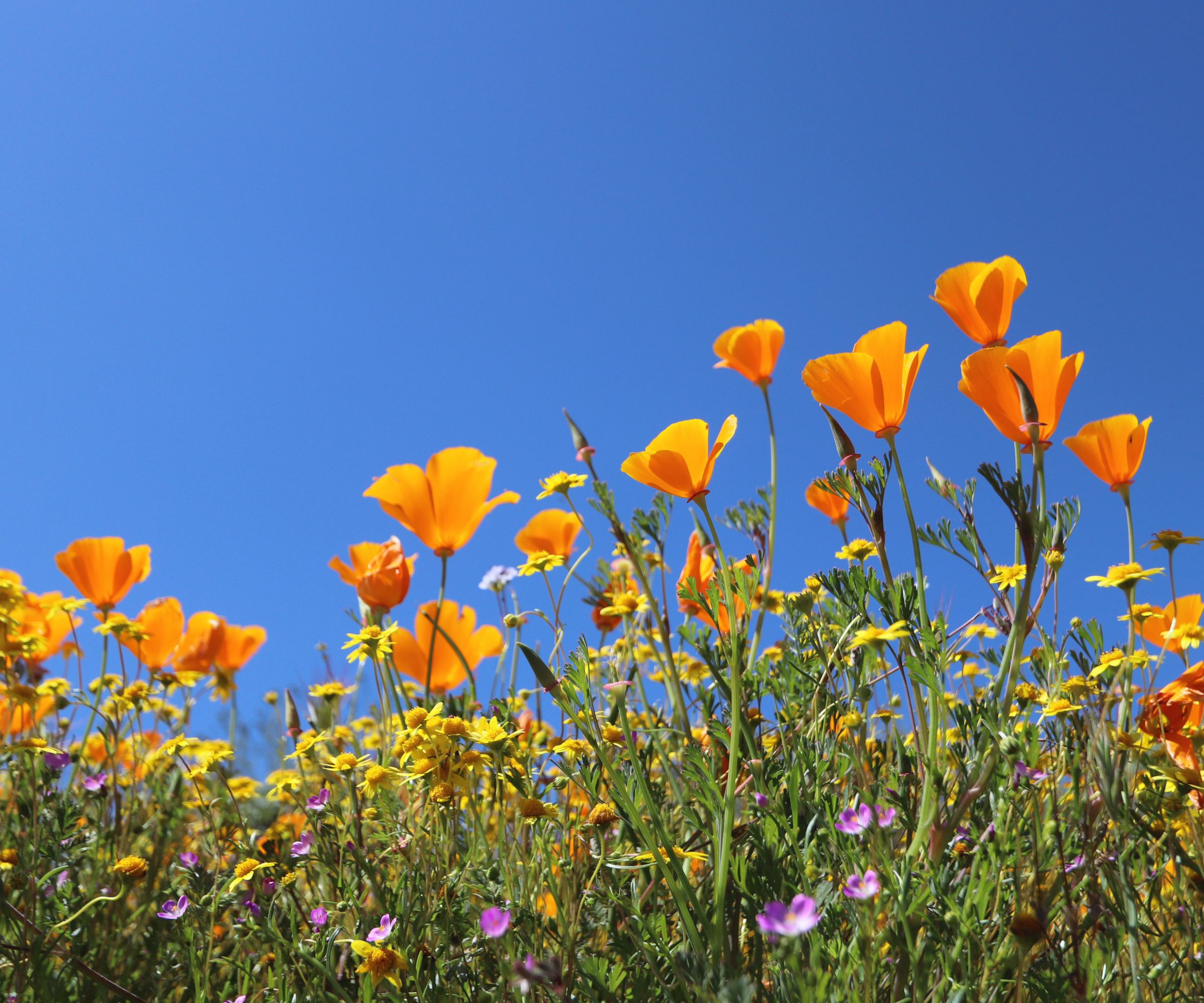 California Poppies Flower Blooming