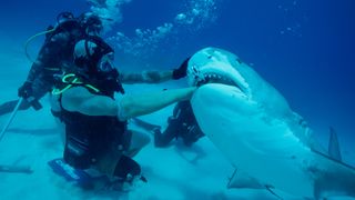 A tiger shark bites diver Paul de Gelder's prosthetic arm in “How to Survive a Shark Attack”
