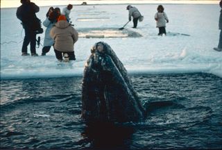 gray whale rescue, Big Miracle