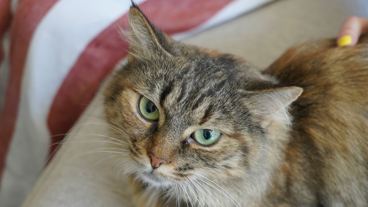 Sony A7C review &mdash; shot of a cat