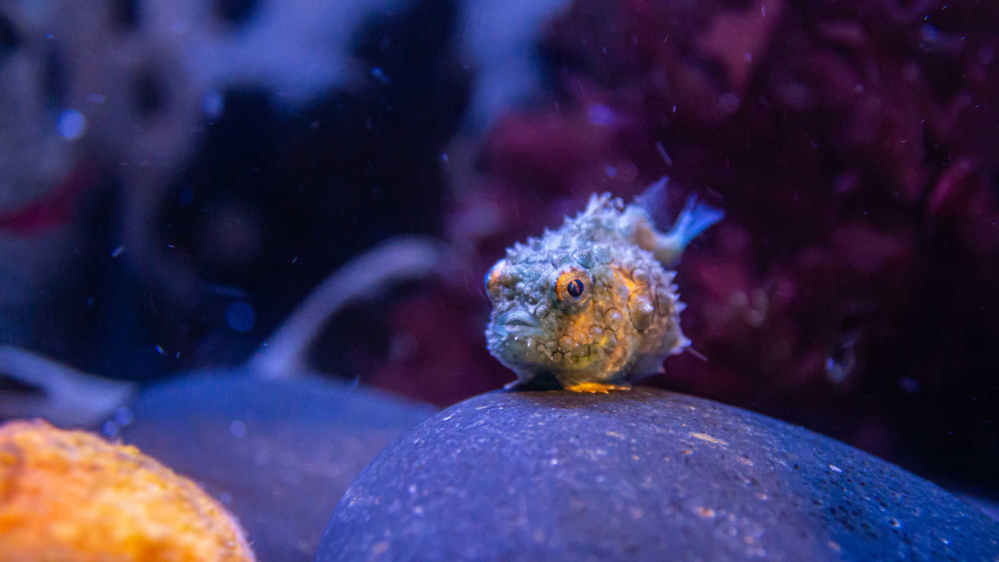 A close up of a small round fish on a rock.