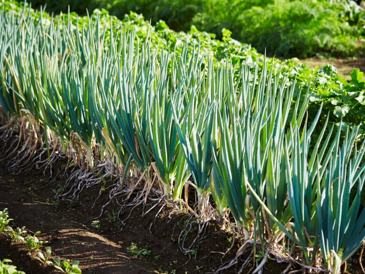 Row Of Scallions In The Garden