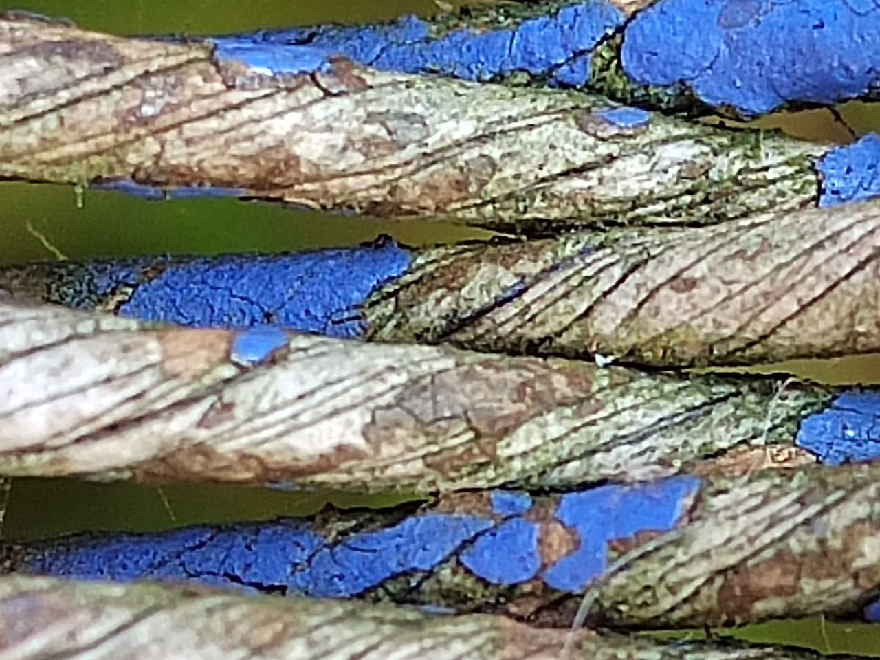Apexel 200x smartphone micropscope sample images