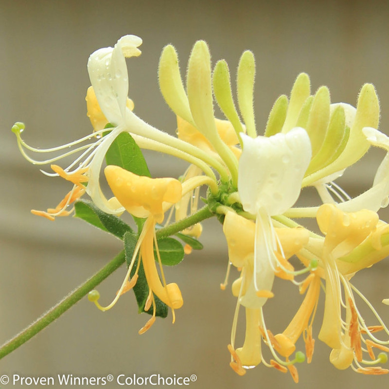 Scentsation Honeysuckle