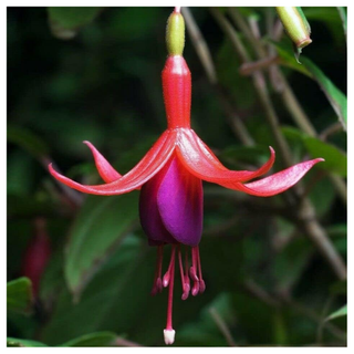 A close-up of a pink and purple fuchsia magellanica plant from Amazon