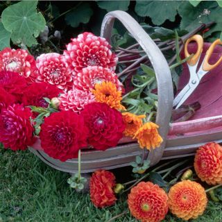 Garden Basket of Dahlias - stock photo