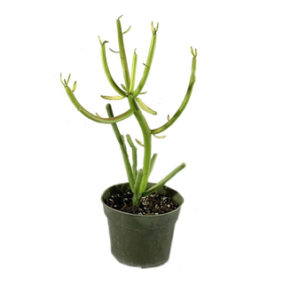 A green planter with a pencil cactus plant