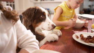 Dog sitting at table with children eyeing up plate of bacon