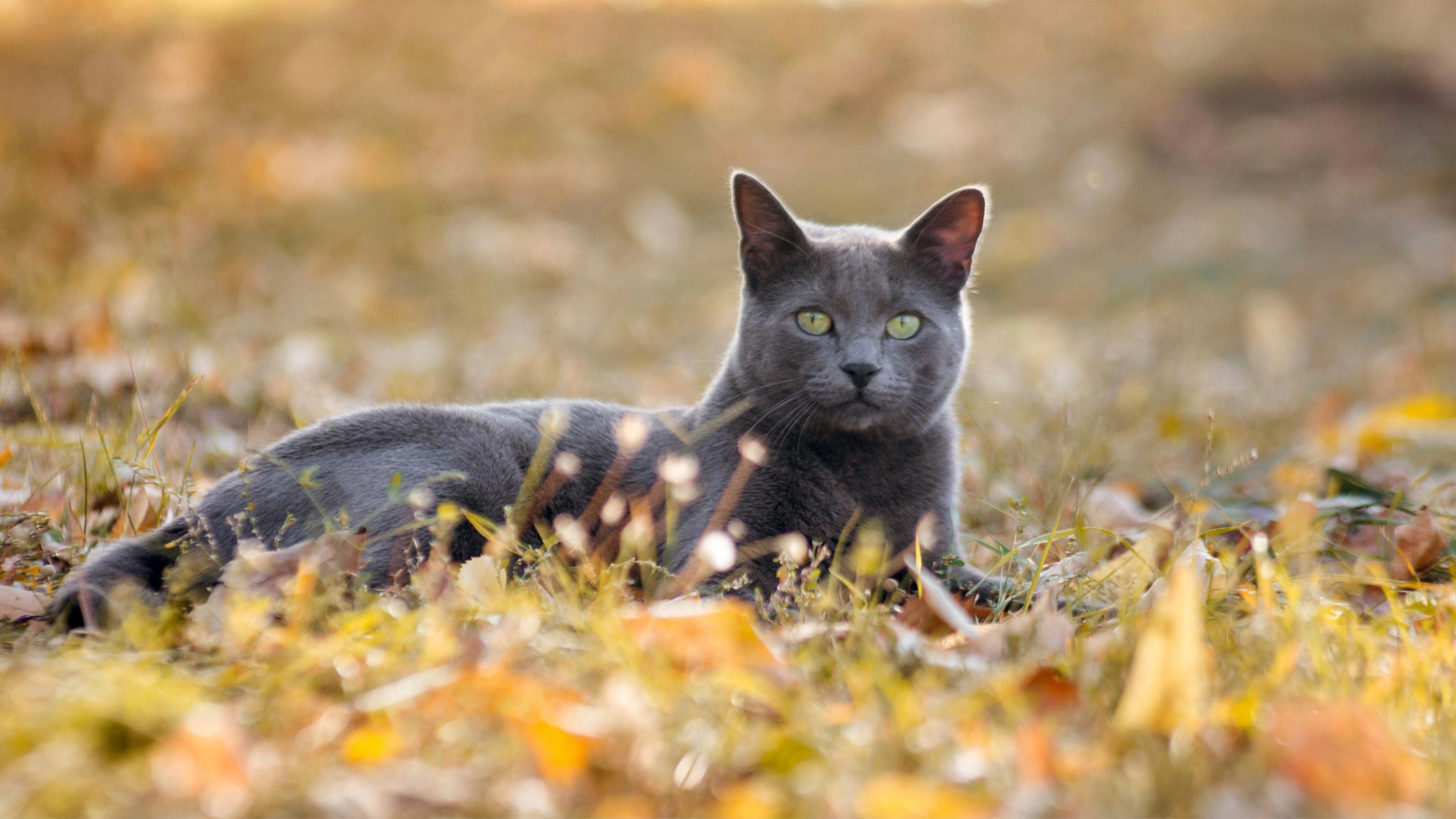 Russian Blue
