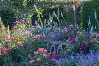 RHS Rosemoor