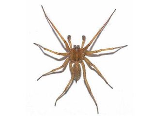 hobo-spider-11093002