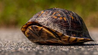 Turtle hiding in shell