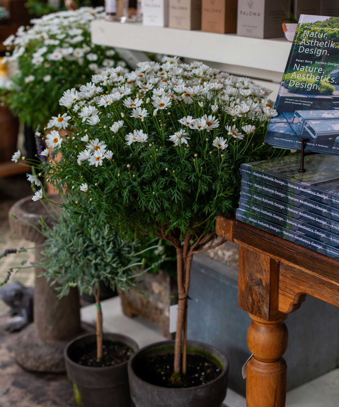 Daisy tree trend everything you need to know Gardeningetc