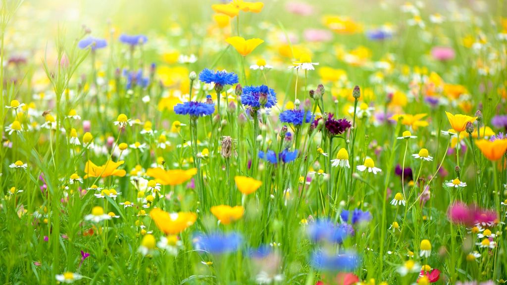 Colorful wildflowers