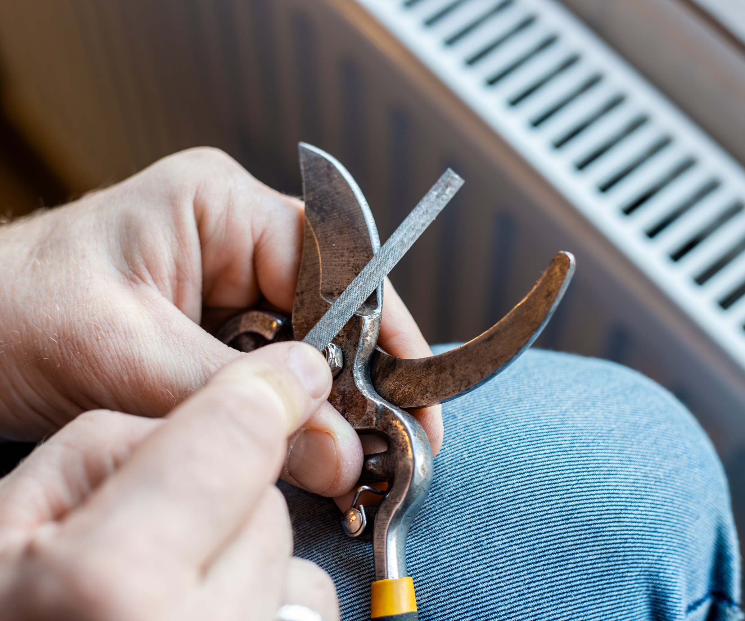 A gardener sharpens a pair of pruning shears with a file