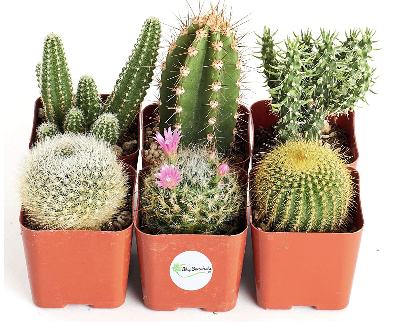 cactus selection