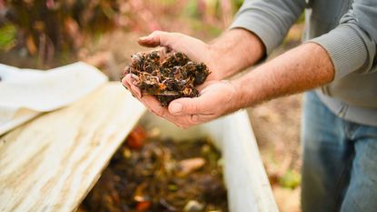 worm composting – hands holding compost with worms