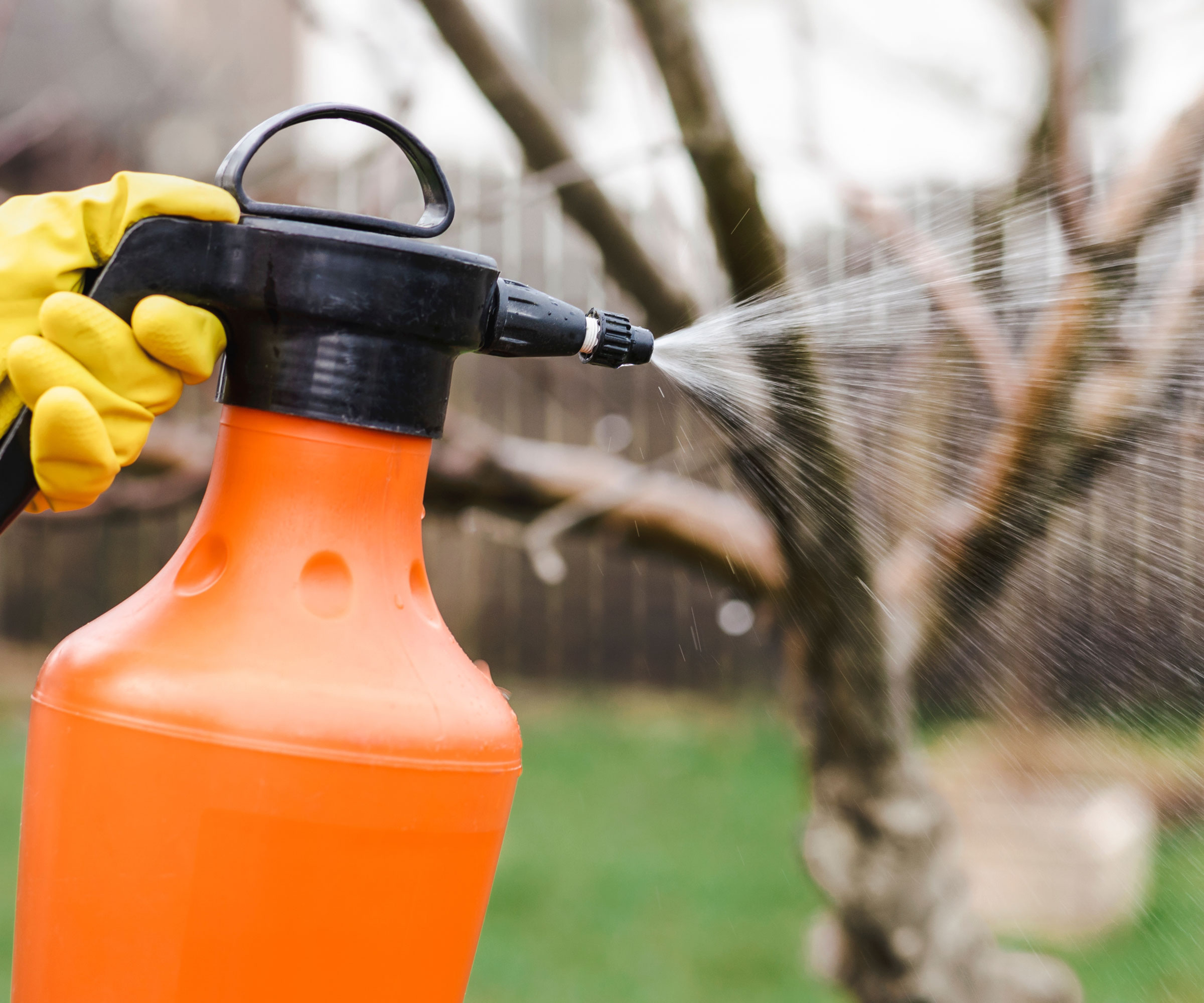 spraying dormant oil at trees with orange pump bottle