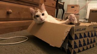 A white and ginger cat in a box