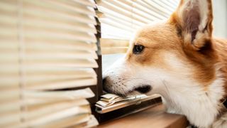 Anxious dog looking out of window