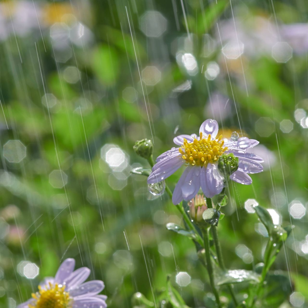 Rain falling on small purple flowers