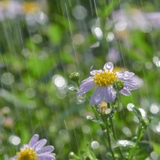 Rain falling on small purple flowers
