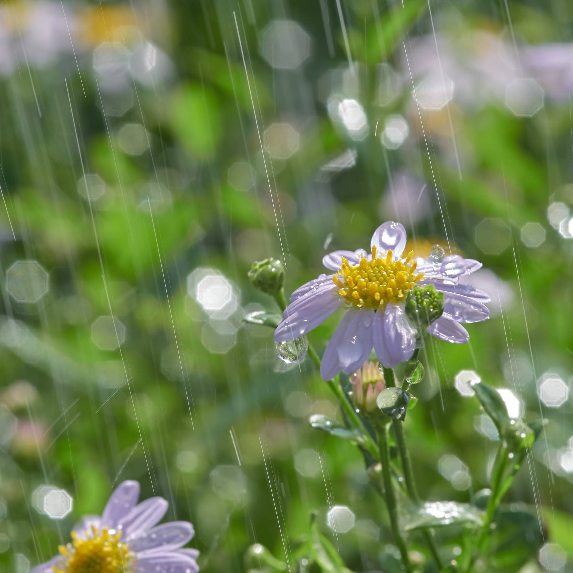 Rain falling on small purple flowers