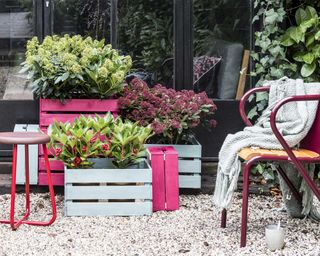 skimmia in containers