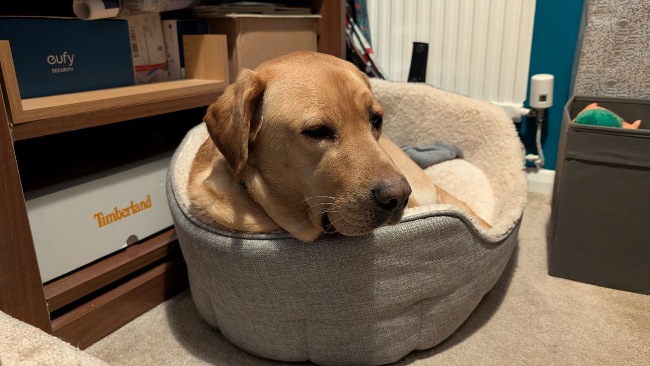 zerocam example photos from pixel 9 pro
