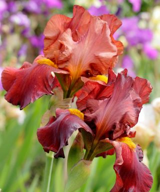 ‘Red Kite’ tall bearded iris