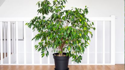 Ficus tree in a black pot on a landing in a home