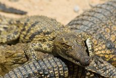 A croc sleeps with one eye open.