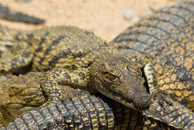 A croc sleeps with one eye open.