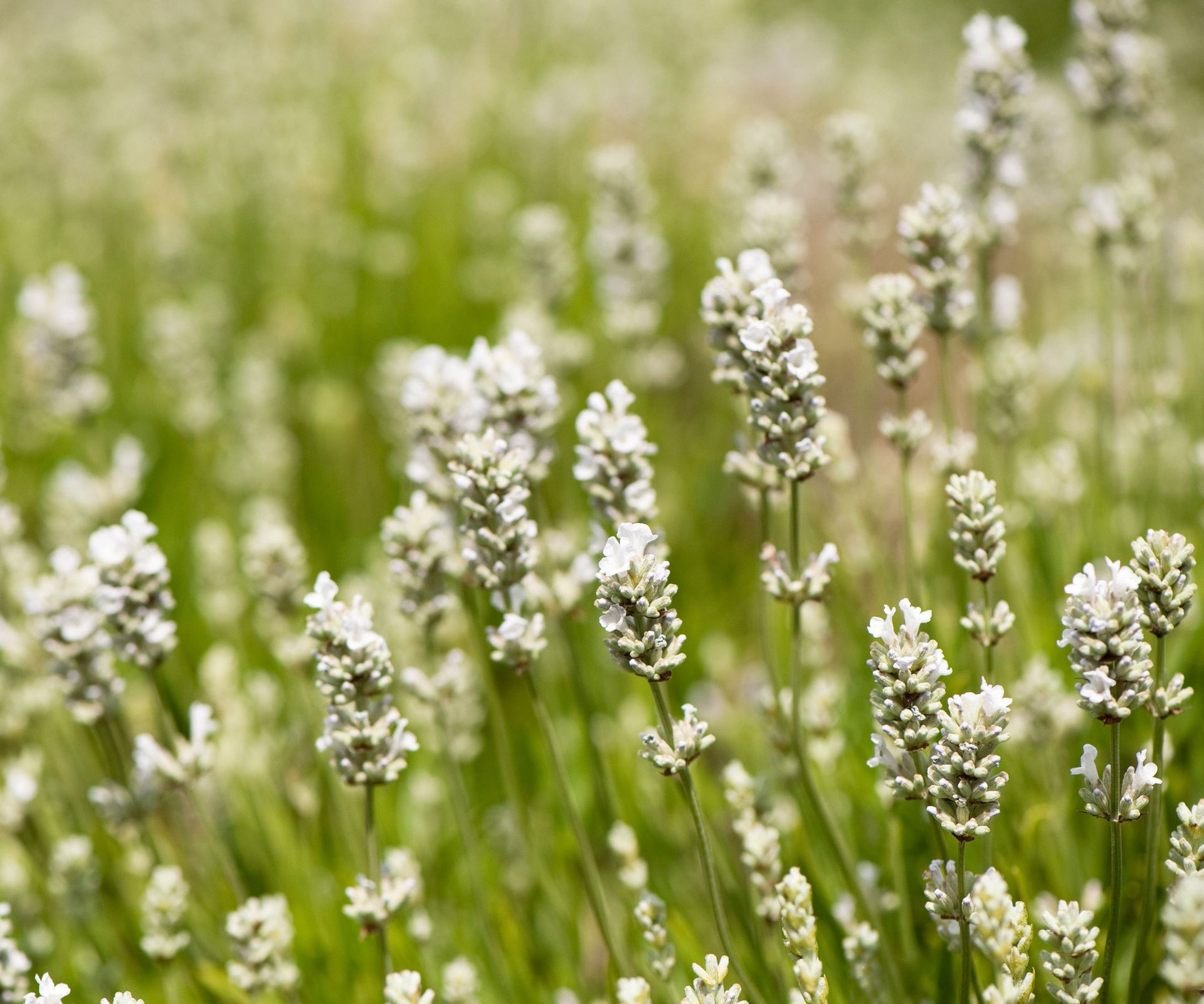 Best lavender varieties: 14 fragrant picks for every garden