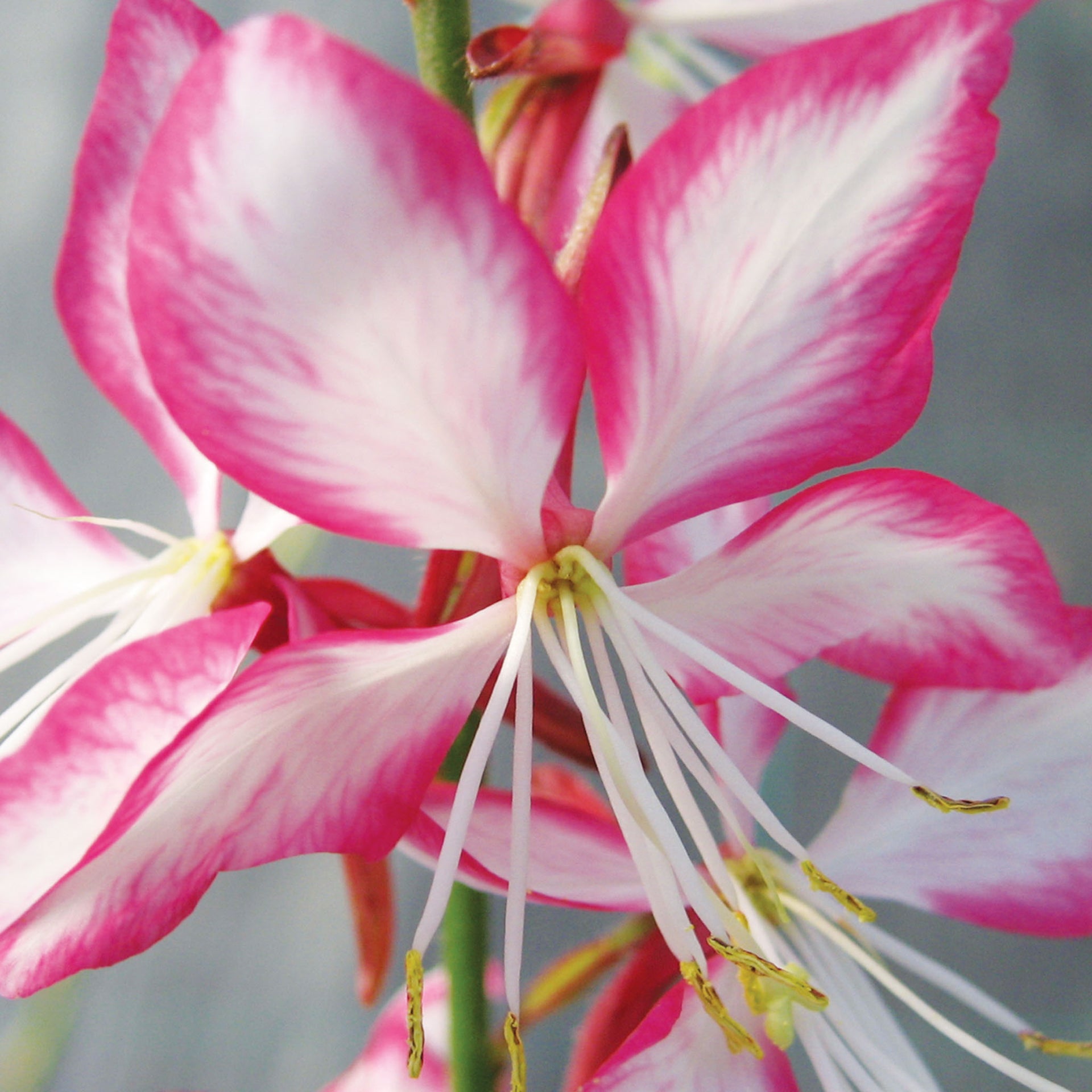 Rosy Jane Gaura - 1 Plant