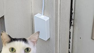 Cat in front of the Cat Doorbell.