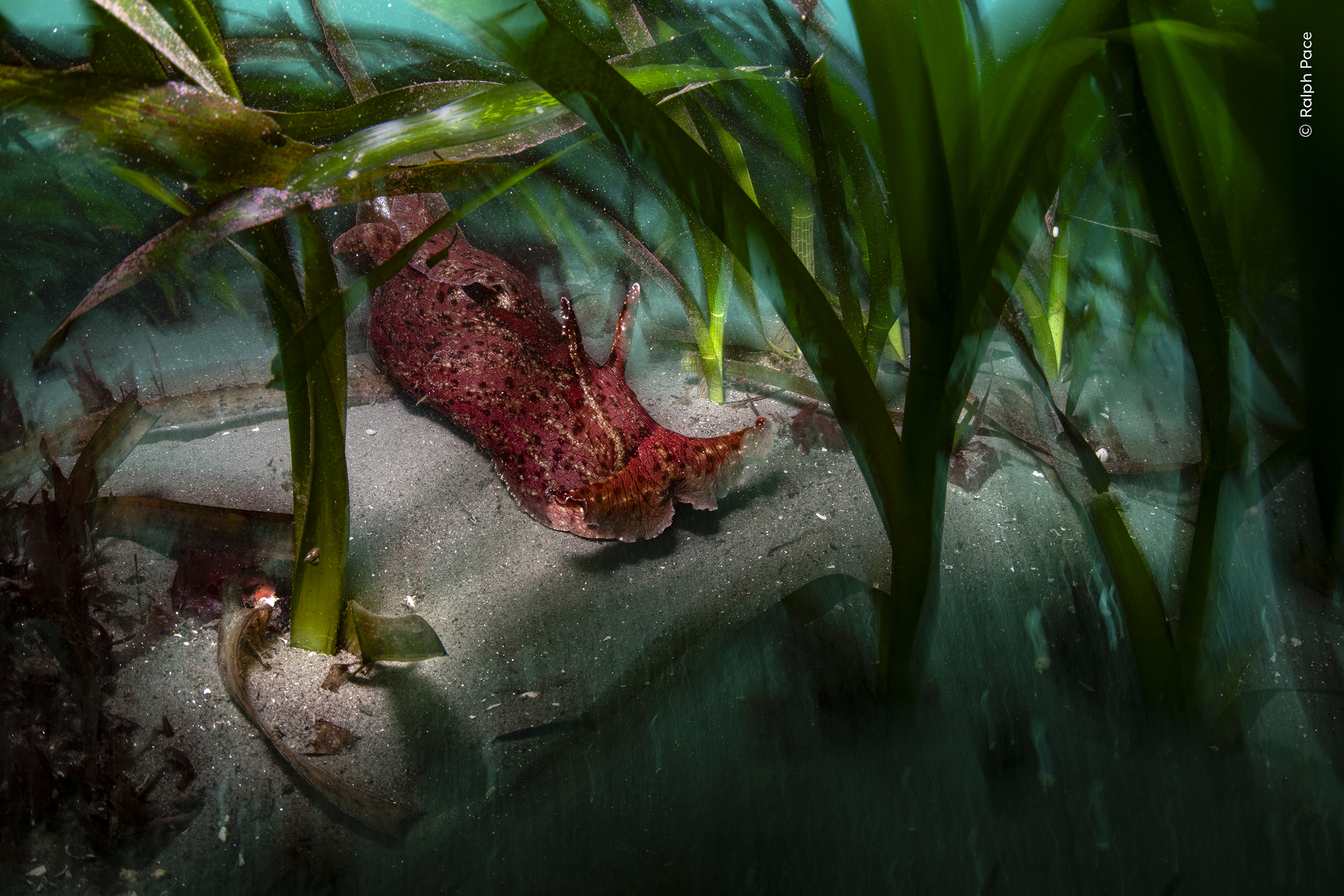 Photograph of a sea hare moving through eelgrass underwater