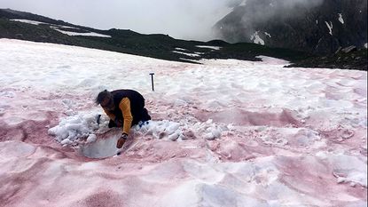 A researcher samples snow covered with "glacier blood."