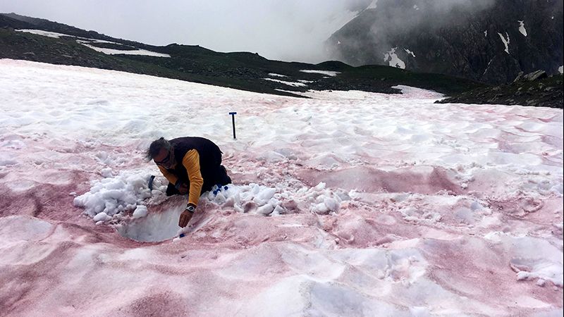 A researcher samples snow covered with &quot;glacier blood.&quot;