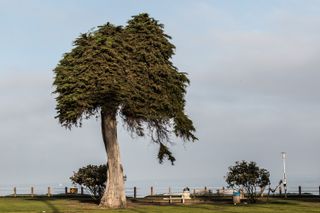 The tree thought to have inspired Dr. Seuss's story "The Lorax" dies.