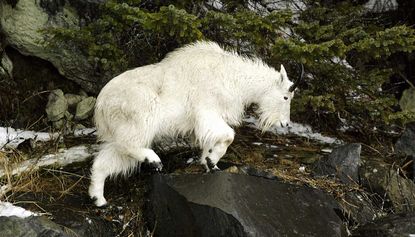 Hundreds of urine-addicted mountain goats to be airlifted from US national park