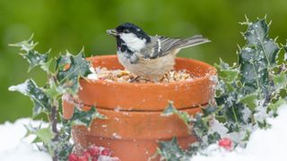 Coal Tit in winter with snow, holly and berries, feeding from seeds in a plant pot