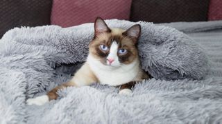 Snowshoe cat