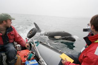 Researchers studying orcas off the east coast of Russia.