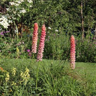 Red lupins growing in garden at RHS Chelsea Flower Show 2024