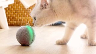 automated cat toys