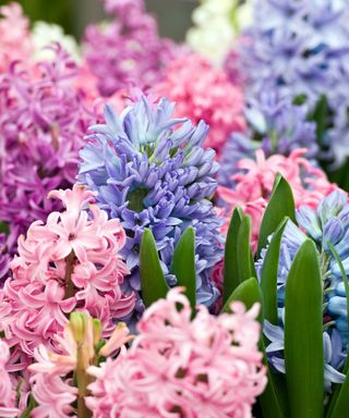 colorful hyacinth flowers
